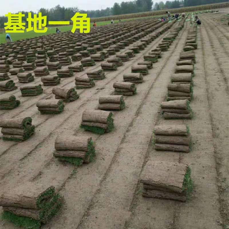 进口剪股颖草籽孑别墅庭院绿化高档四季常青