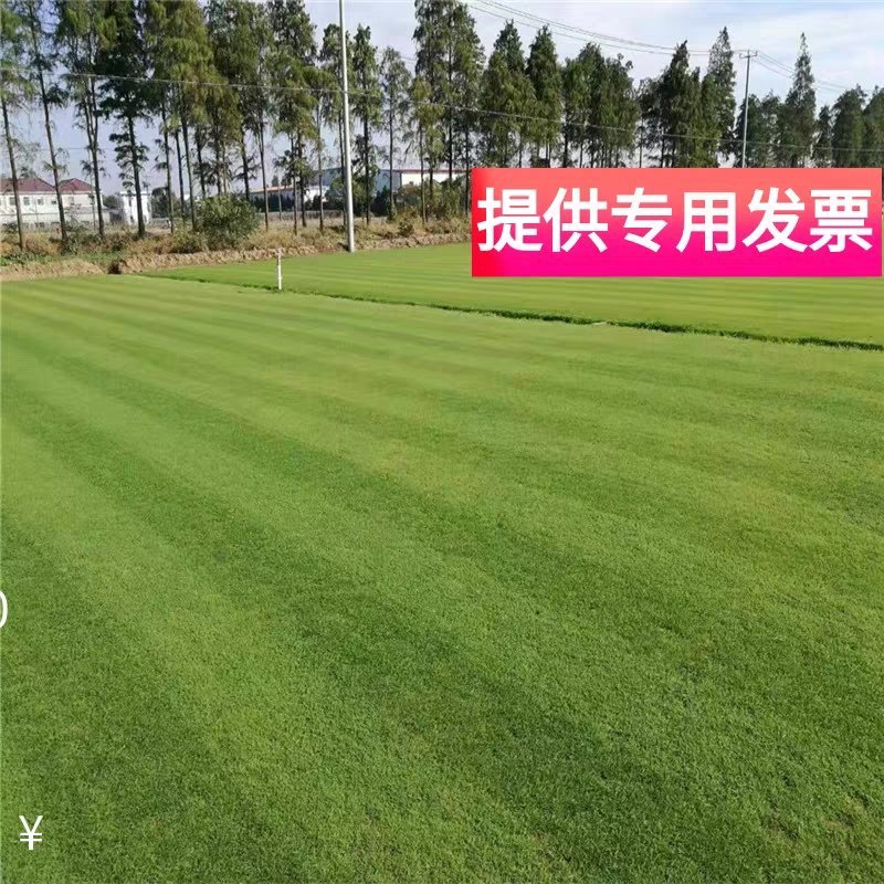 进口剪股颖草籽孑别墅庭院绿化高档四季常青
