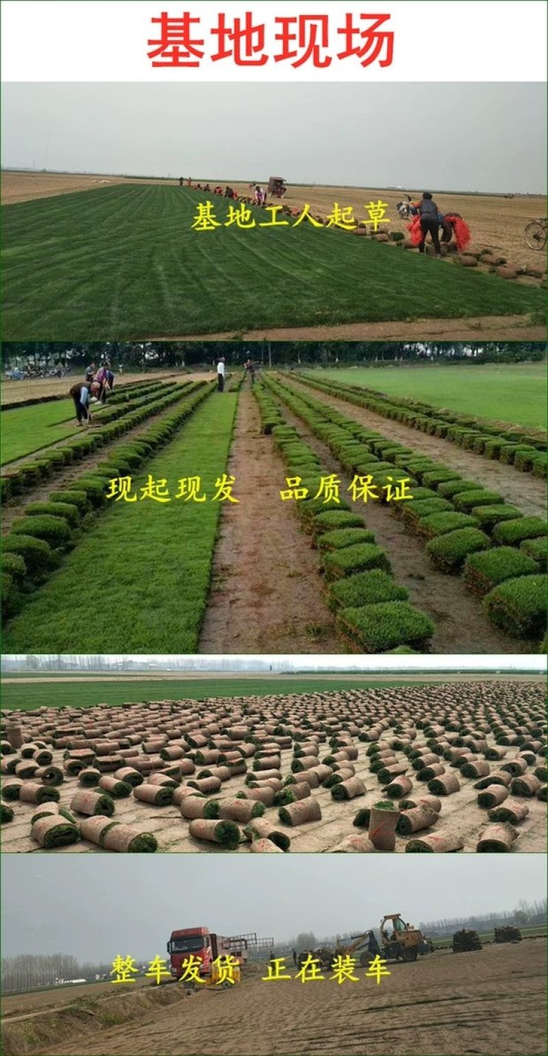 进口剪股颖草籽孑别墅庭院绿化高档四季常青