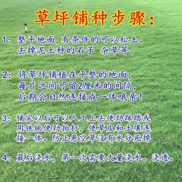 进口剪股颖草籽孑别墅庭院绿化高档四季常青