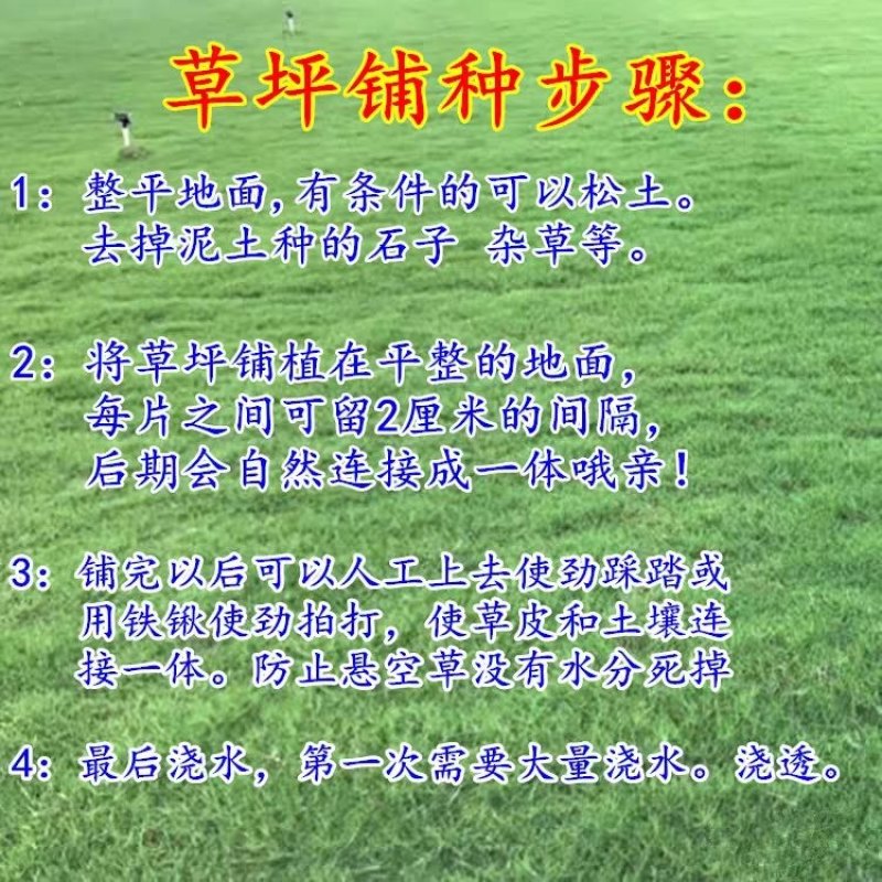 进口剪股颖草籽孑别墅庭院绿化高档四季常青