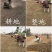 进口剪股颖草籽孑别墅庭院绿化高档四季常青