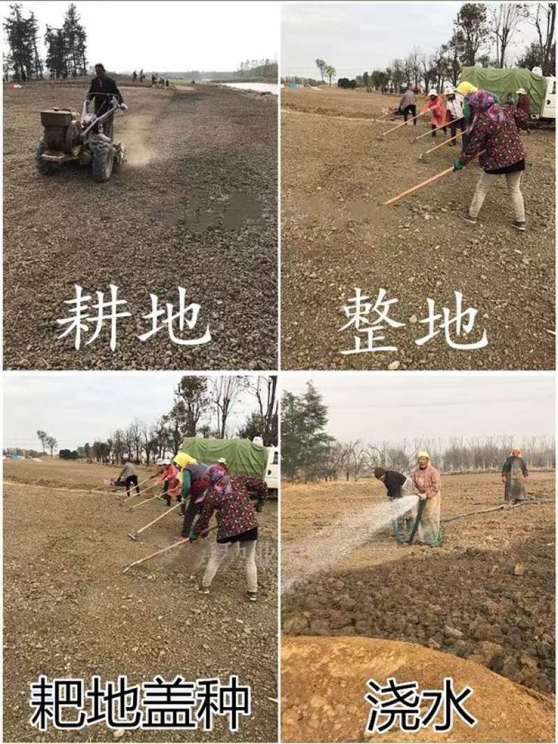 进口剪股颖草籽孑别墅庭院绿化高档四季常青