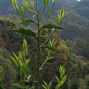 金秀大瑶山土特产特级红茶