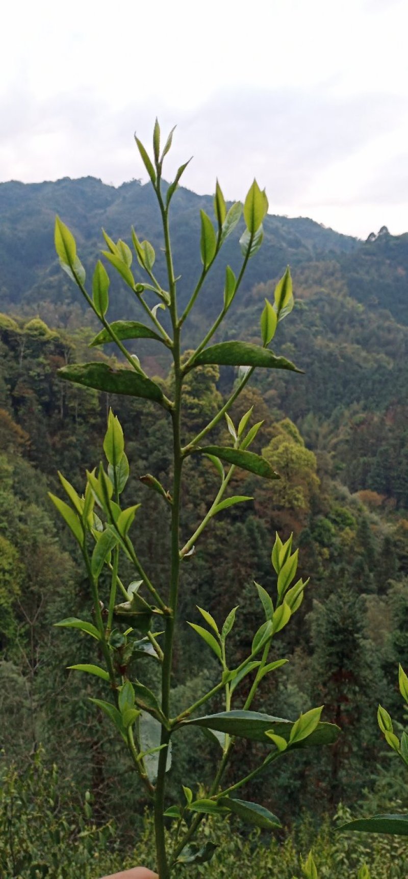 金秀大瑶山土特产特级红茶