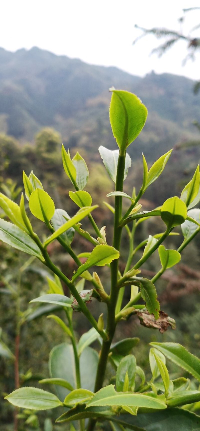 金秀大瑶山土特产特级红茶