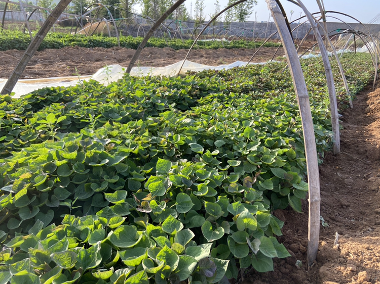 红薯种植田