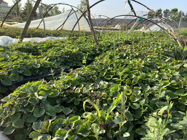 烟薯25红薯种植基地航拍图,展示规模化种植场景 烟薯25种植基地航拍图