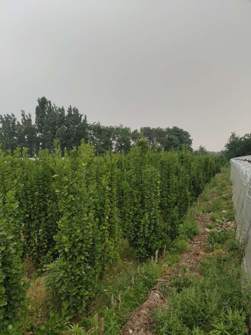 北海道黄杨-，可视频图片看货，种植基地各种规格常年供应