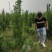北海道黄杨-，可视频图片看货，种植基地各种规格常年供应