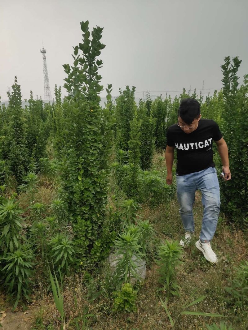 北海道黄杨-，可视频图片看货，种植基地各种规格常年供应