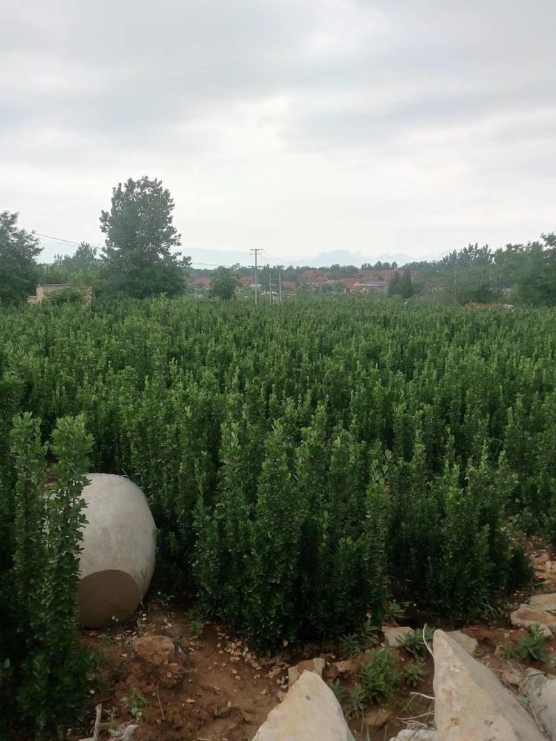 北海道黄杨-，可视频图片看货，种植基地各种规格常年供应