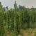 北海道黄杨-，可视频图片看货，种植基地各种规格常年供应