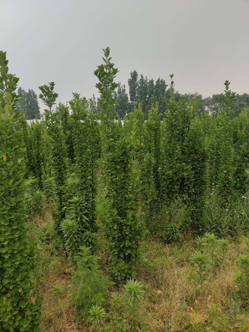 北海道黄杨-，可视频图片看货，种植基地各种规格常年供应