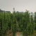 北海道黄杨-，可视频图片看货，种植基地各种规格常年供应