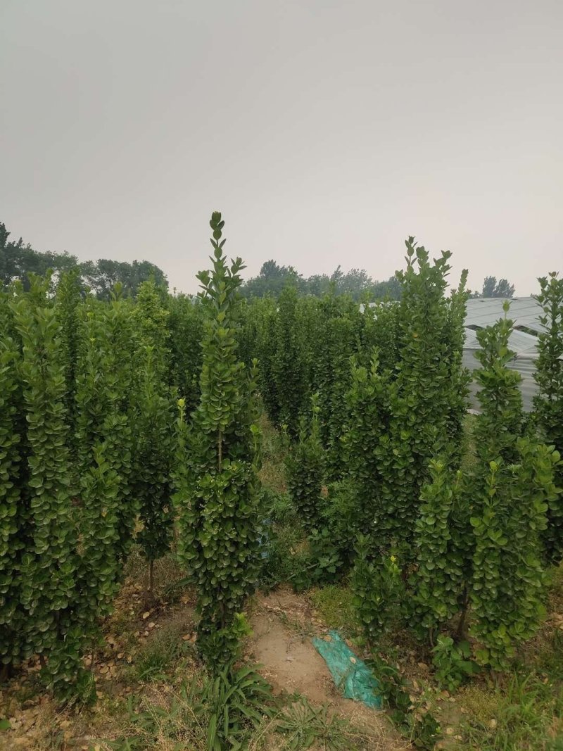 北海道黄杨-，可视频图片看货，种植基地各种规格常年供应