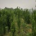 北海道黄杨-，可视频图片看货，种植基地各种规格常年供应