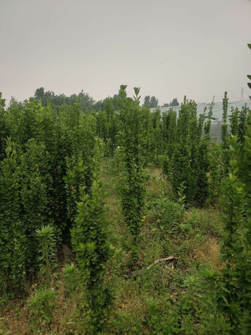 北海道黄杨-，可视频图片看货，种植基地各种规格常年供应