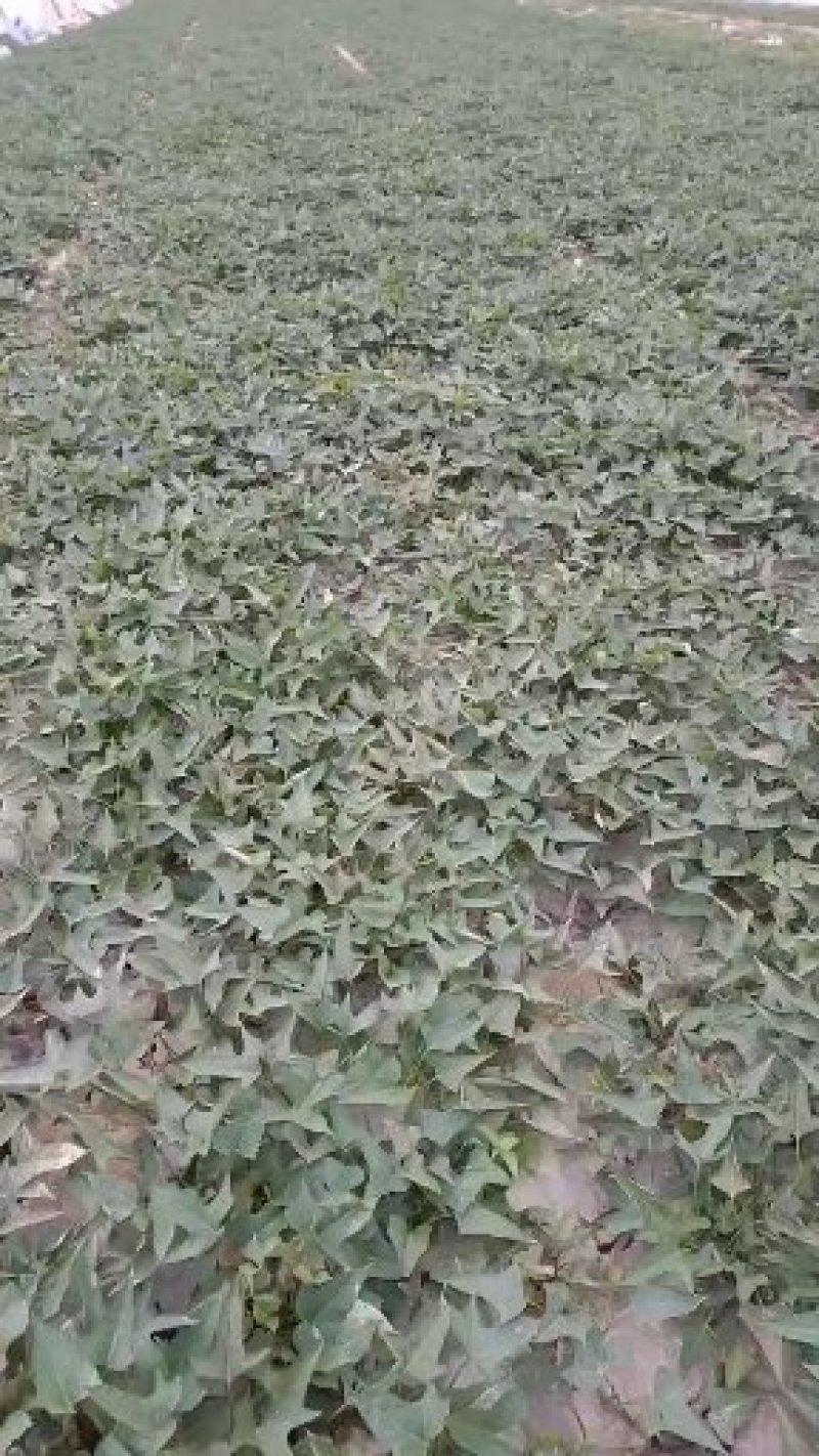陆地大田脱毒苗，商薯19苗产地直发欢迎客户来电咨询