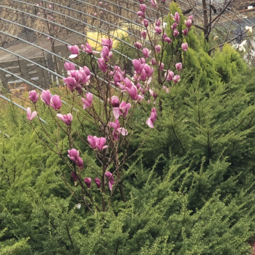 乔木紫杉