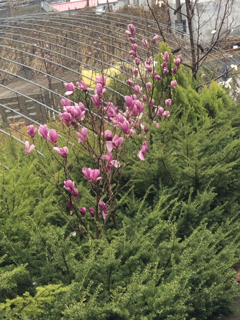 乔木紫杉