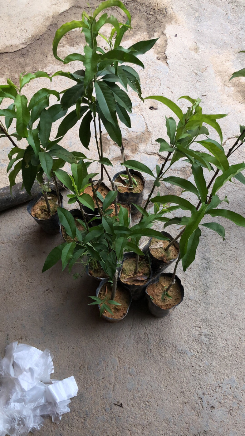水蜜桃苗鹰嘴桃苗嫁接两年苗一米左右高度