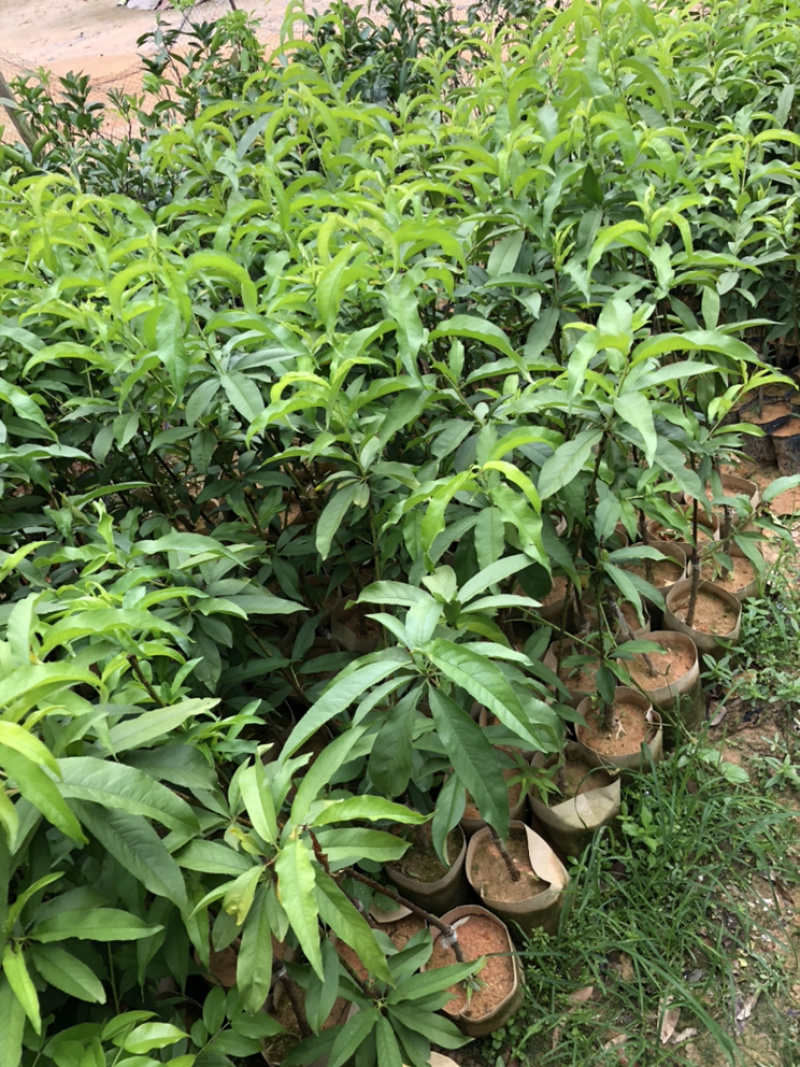 水蜜桃苗鹰嘴桃苗嫁接两年苗一米左右高度