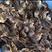 珍珠鸡苗虫子鸡苗放养鸡苗出壳小鸡苗成年4到5斤左右
