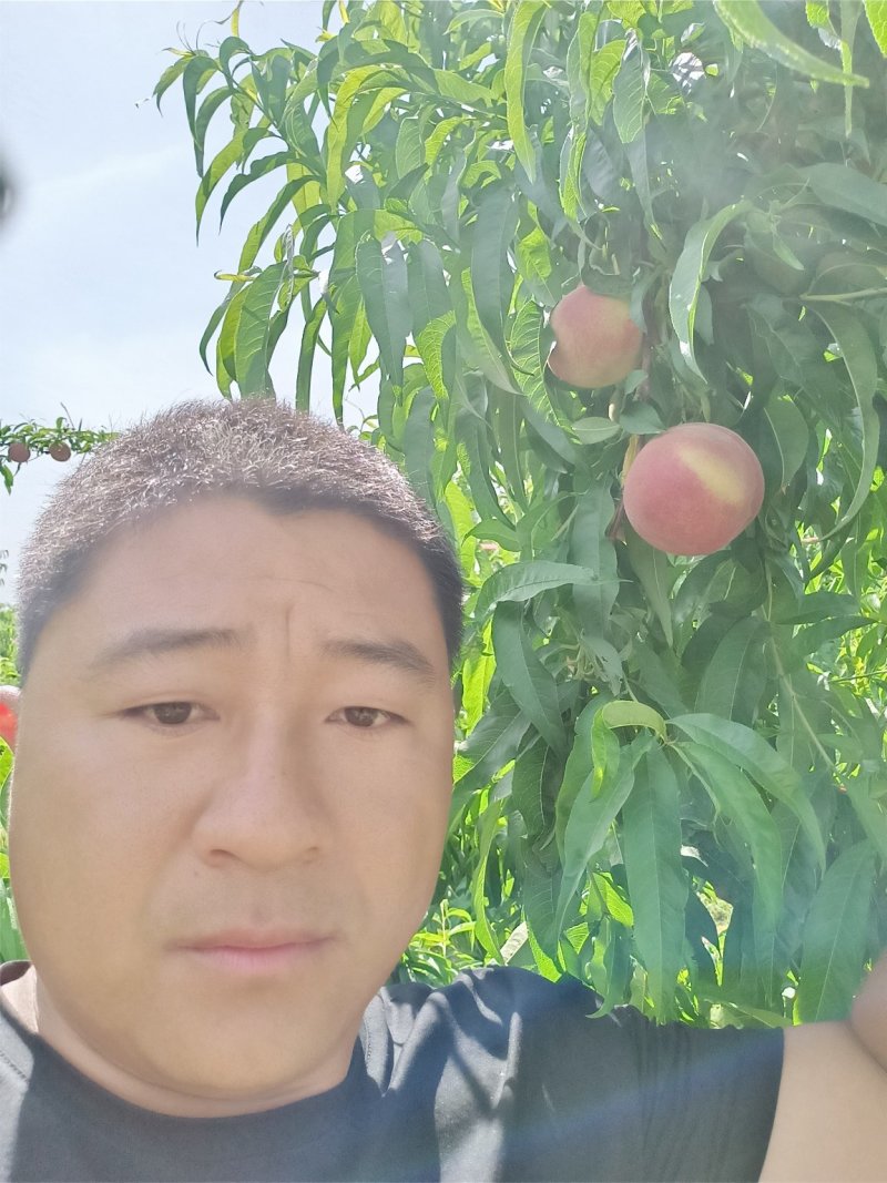 郑三毛桃，突围毛桃产地批发，陕西毛桃基地