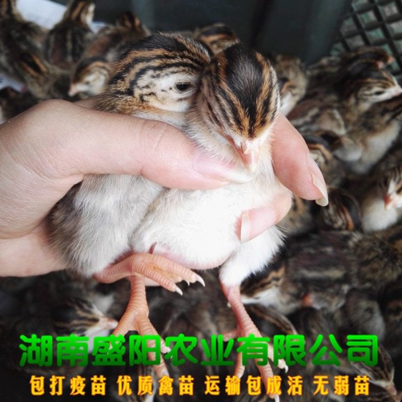 珍珠鸡苗虫子鸡苗放养鸡苗出壳小鸡苗成年4到5斤左右