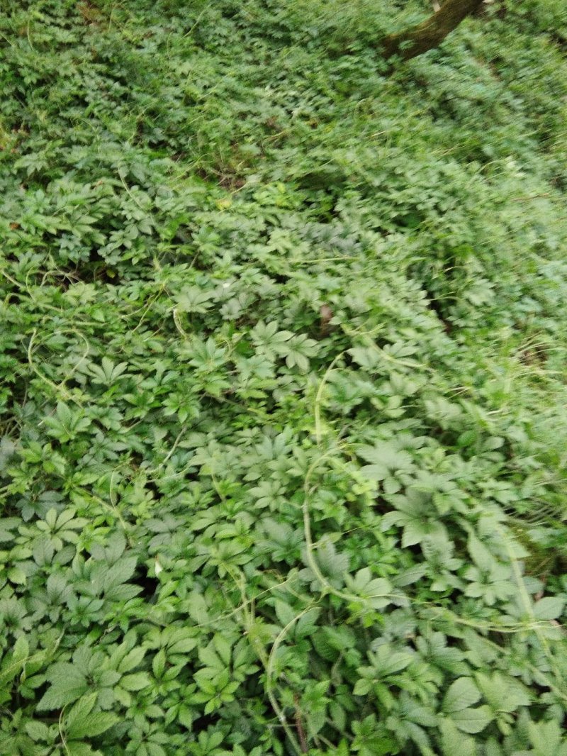 金秀大瑶山土特产绞股蓝茶