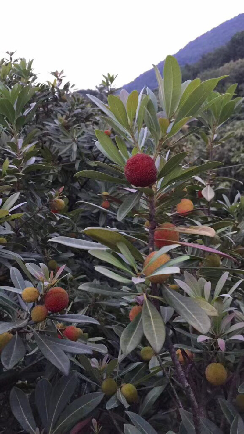 东山乌紫杨梅
