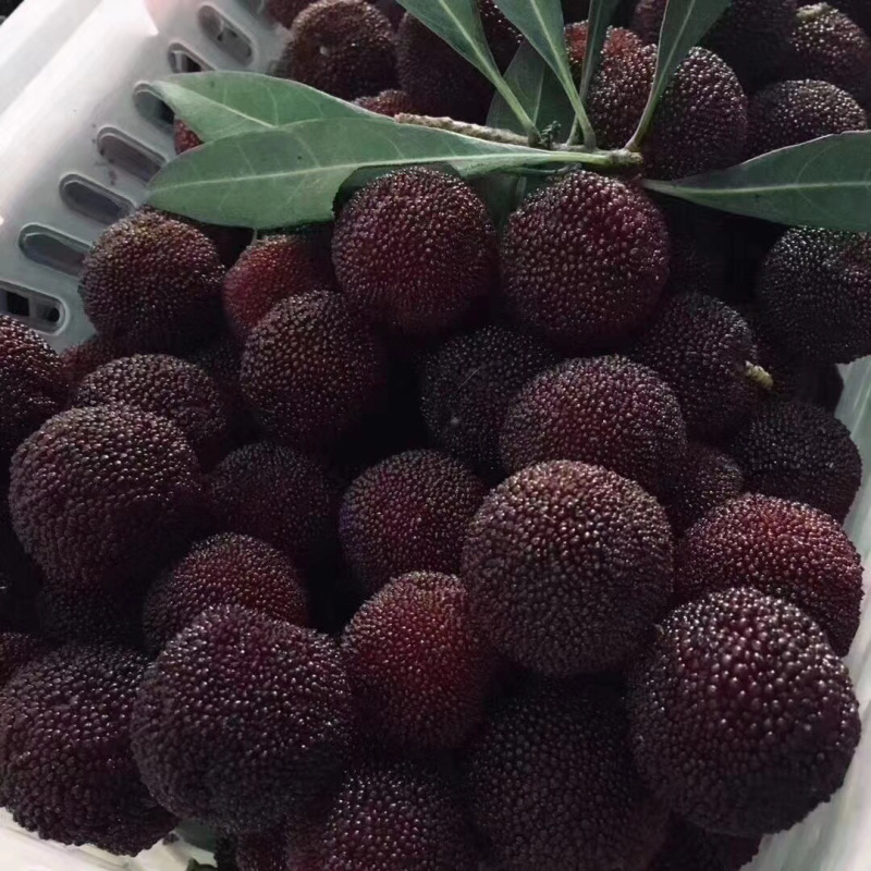 东山乌紫杨梅