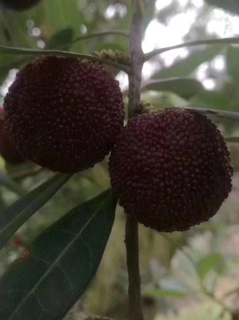 东山乌紫杨梅