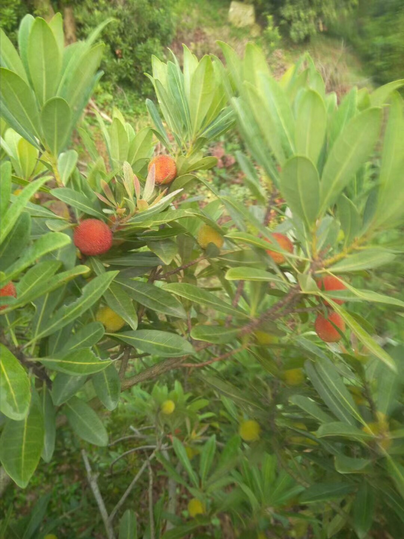 东山乌紫杨梅