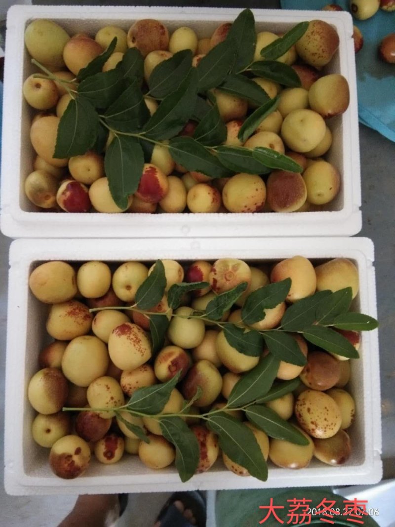大荔冬枣，陕西大棚冬枣产地批发，大荔冬枣基地
