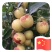大荔冬枣，陕西大棚冬枣产地批发，大荔冬枣基地