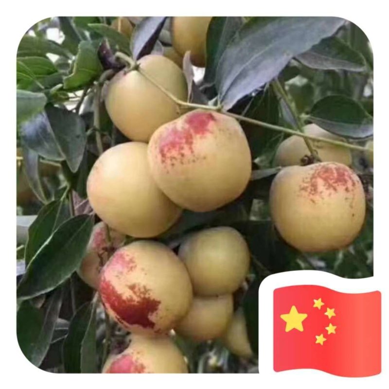 大荔冬枣，陕西大棚冬枣产地批发，大荔冬枣基地