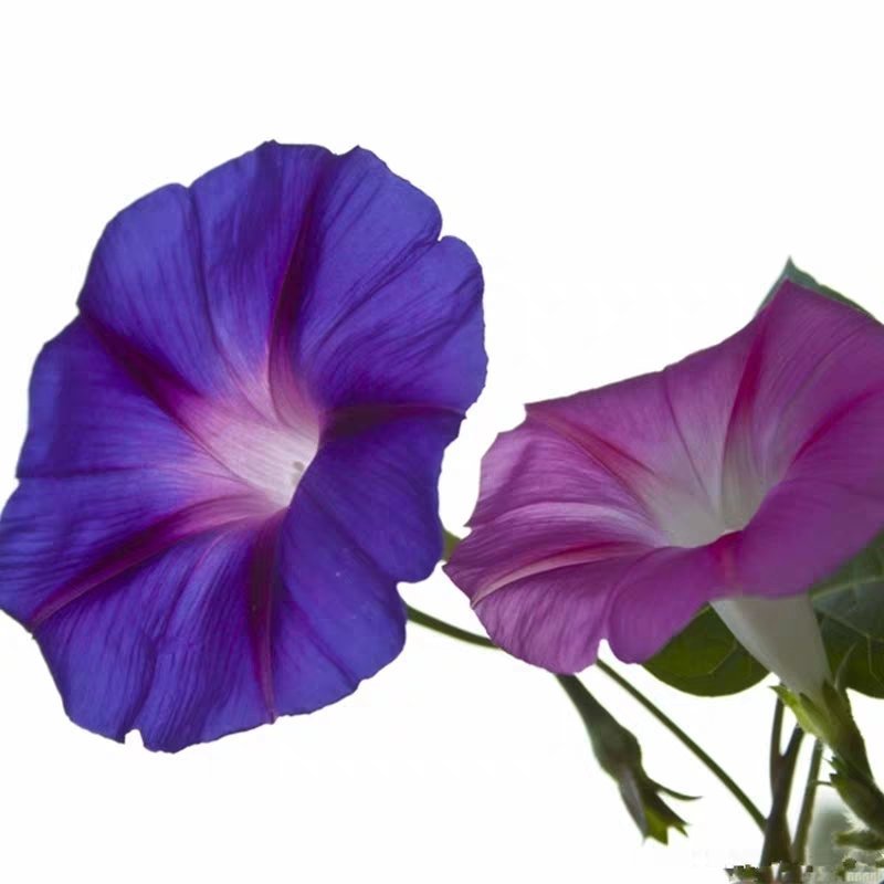牵牛花籽爬藤效果好花期长花色艳丽