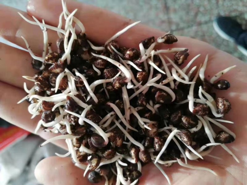 牵牛花籽爬藤效果好花期长花色艳丽