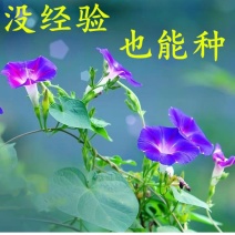 牵牛花籽爬藤效果好花期长花色艳丽