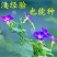 牵牛花籽爬藤效果好花期长花色艳丽