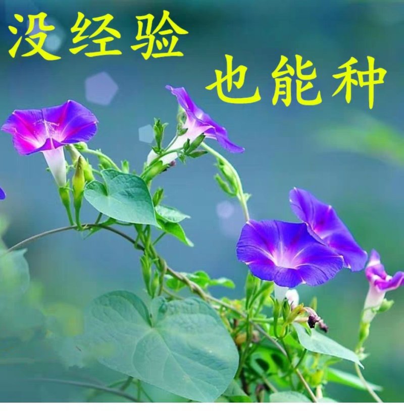 牵牛花籽爬藤效果好花期长花色艳丽