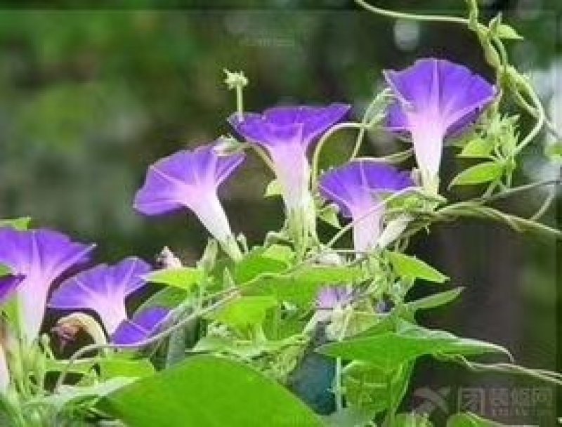 牵牛花籽爬藤效果好花期长花色艳丽