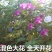 牵牛花籽爬藤效果好花期长花色艳丽