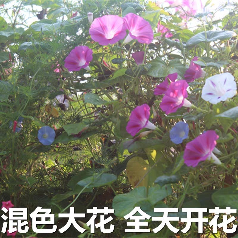 牵牛花籽爬藤效果好花期长花色艳丽
