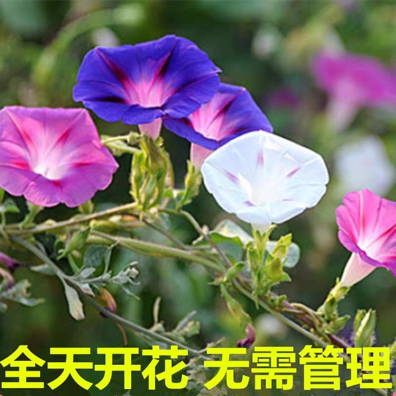 牵牛花籽爬藤效果好花期长花色艳丽