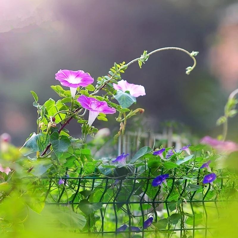 牵牛花籽爬藤效果好花期长花色艳丽