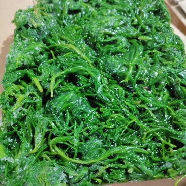 黄须菜碱蓬菜海蒿菜鲜菜速冻的凉菜做馅专用酒店宴会