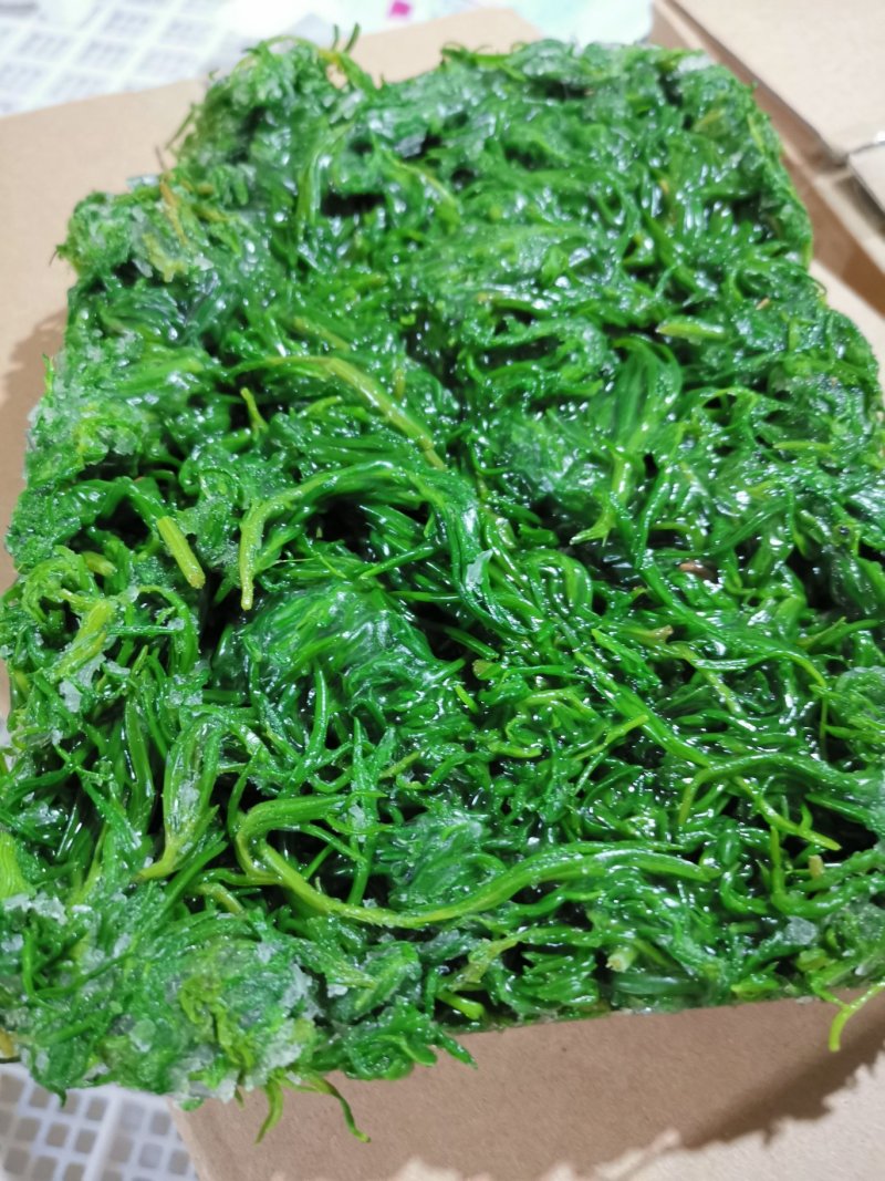 黄须菜碱蓬菜海蒿菜鲜菜速冻的凉菜做馅专用酒店宴会